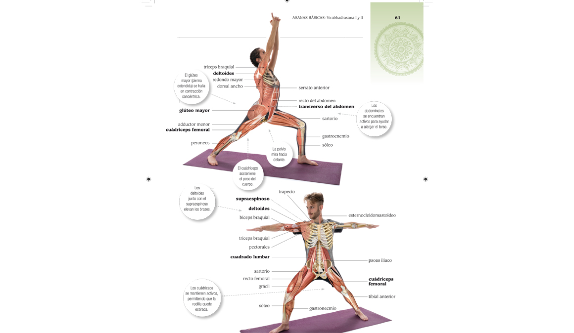 Anatomía & Yoga, un libro muy completo que te ayudará a mejorar tu práctica