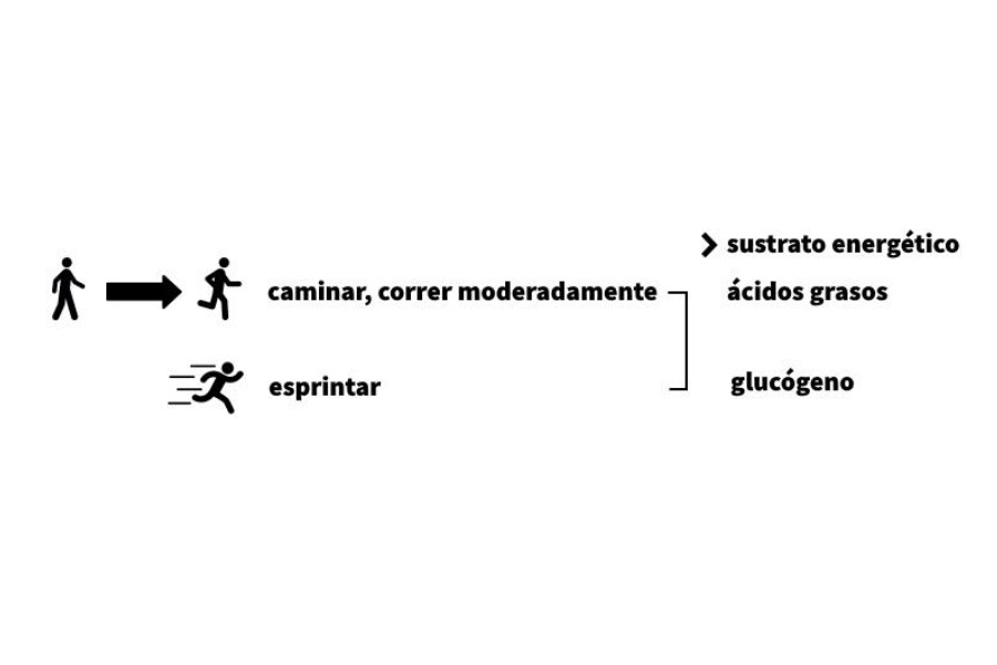 Cetosis nutricional: más que una dieta