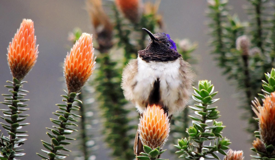 La chuqiragua o flor de los Andes te ayuda a protegerte de los radicales libres 