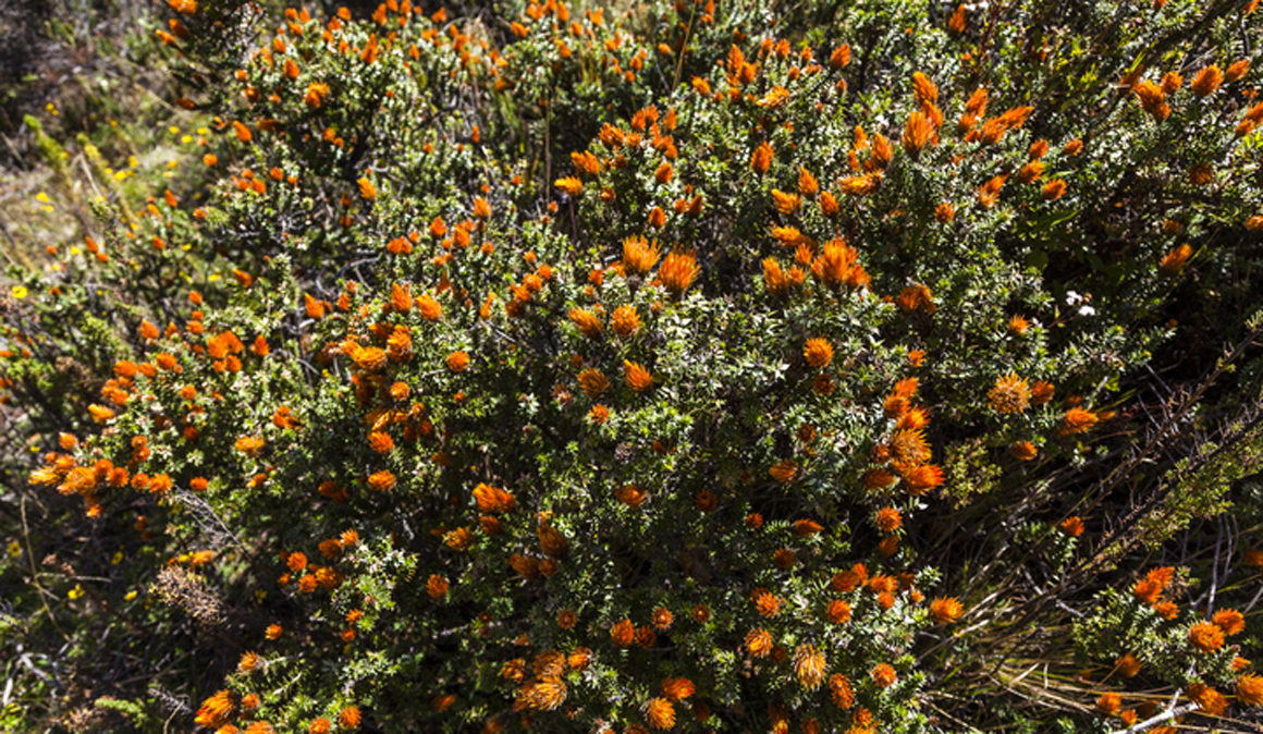 La chuqiragua o flor de los Andes te ayuda a protegerte de los radicales libres 