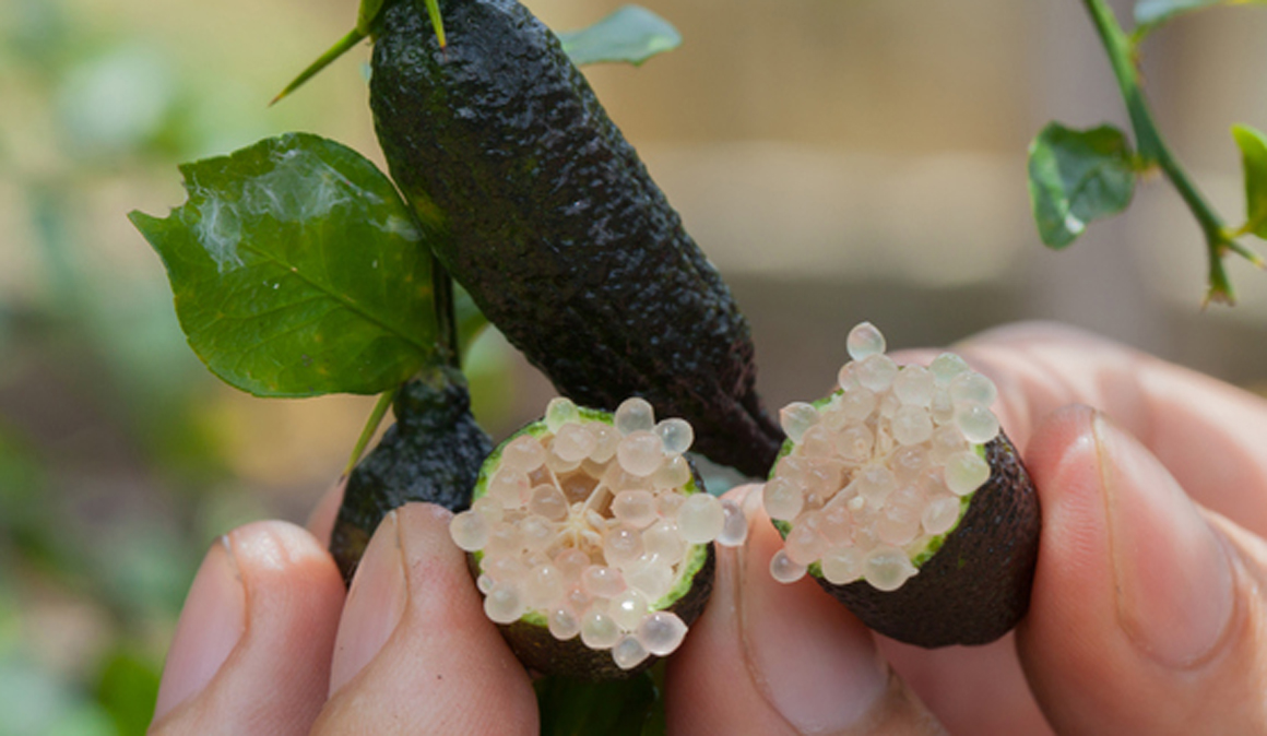 ¿Qué es el caviar vegetal de lima?