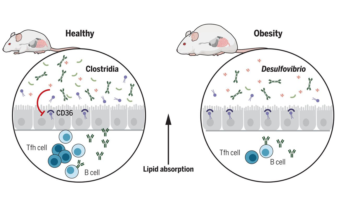 Adelgaza cuidando tus defensas y la microbiota intestinal