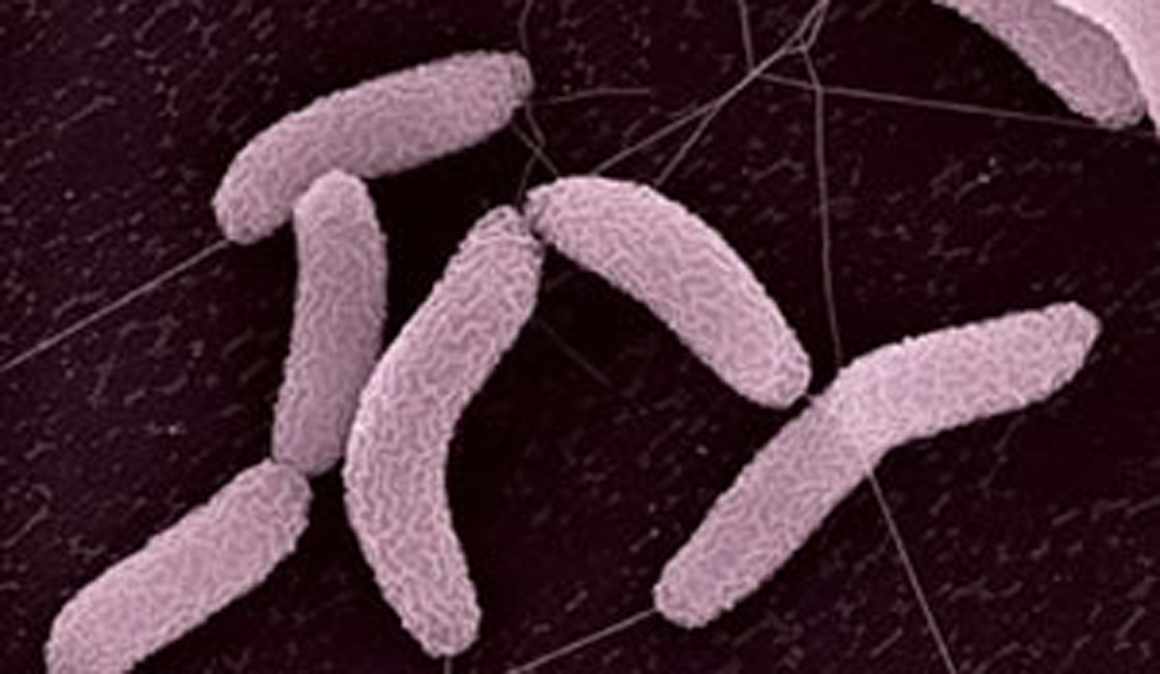 Adelgaza cuidando tus defensas y la microbiota intestinal