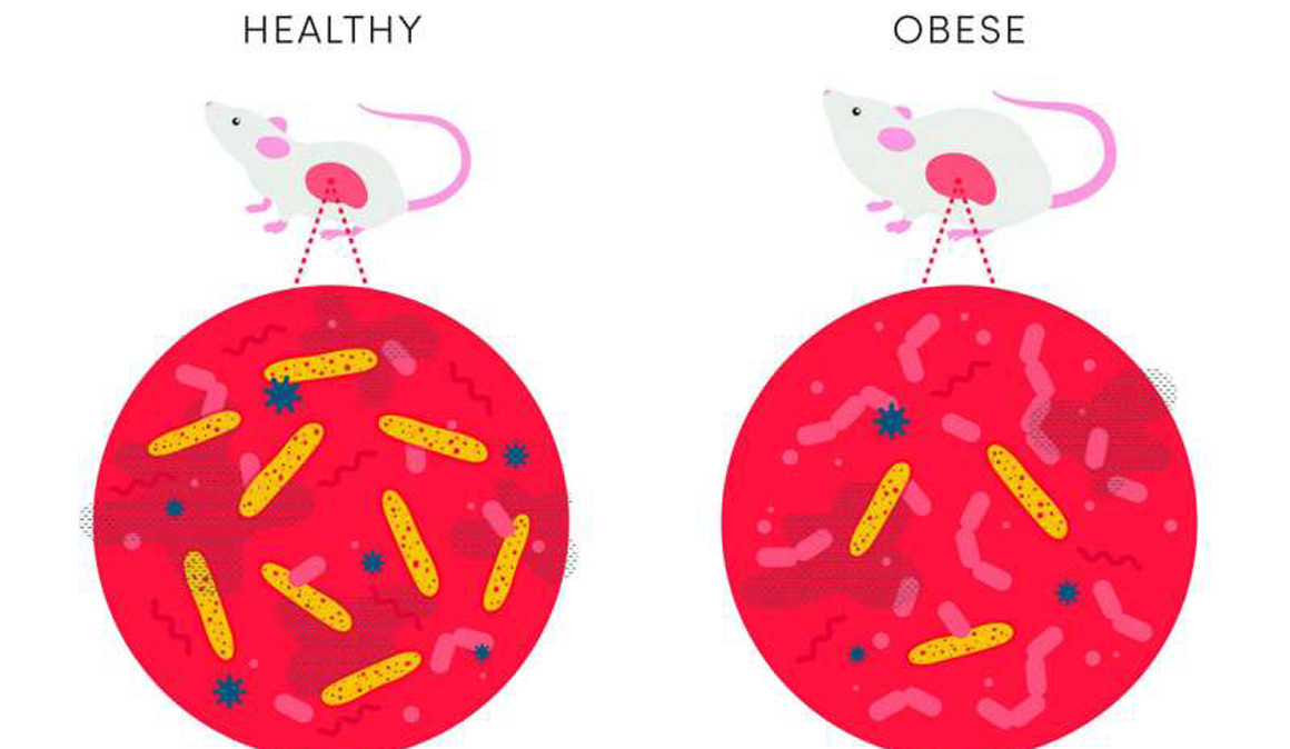 Adelgaza cuidando tus defensas y la microbiota intestinal