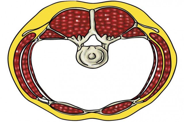 En busca de los abdominales perdidos