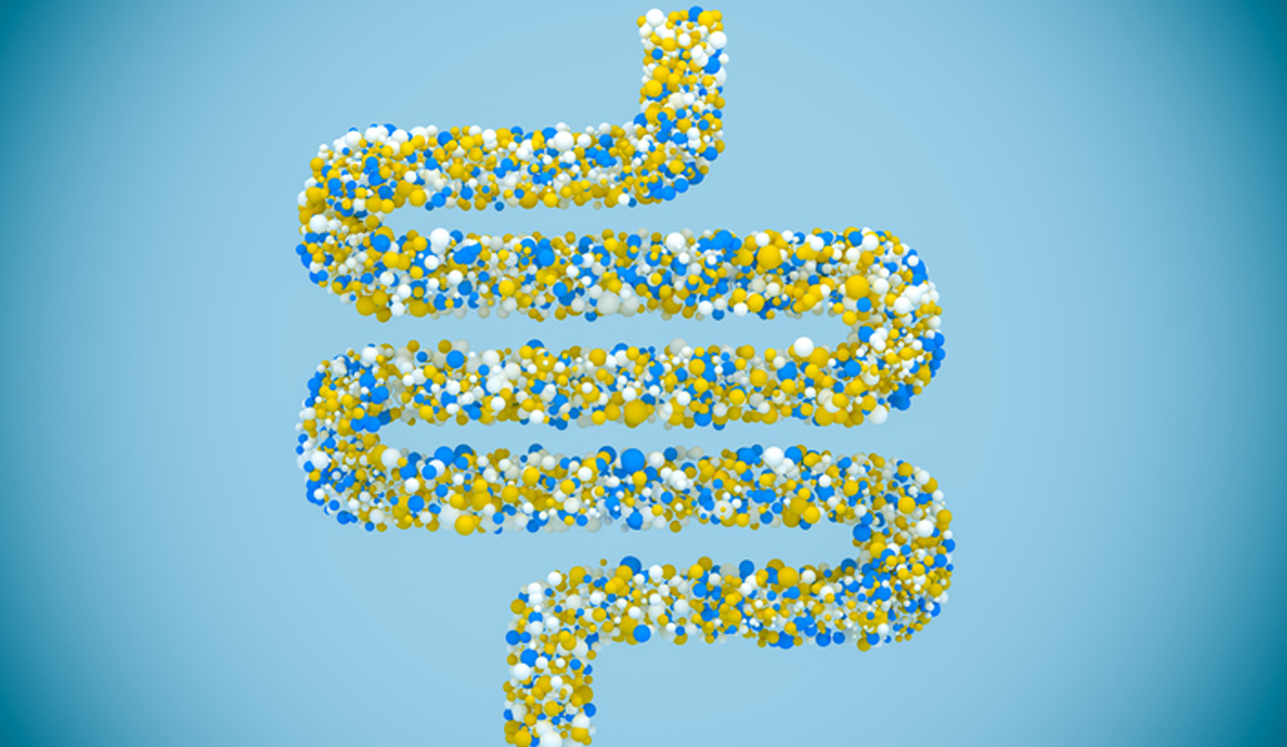 La microbiota intestinal también importa a la hora de ganar músculo