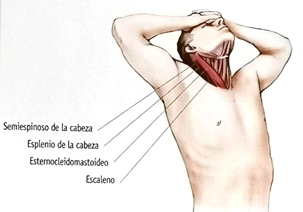 Los 12 estiramientos elementales