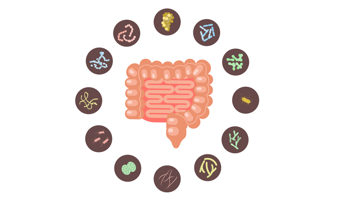 La calidad del sueño está relacionada con el microbioma intestinal