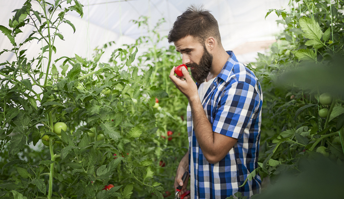 ¡No metas los tomates en la nevera si quieres que sepan a algo!