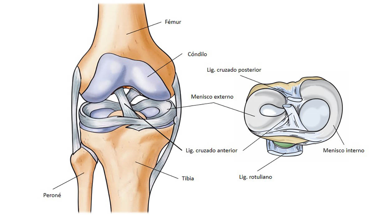 Tendinitis rotuliana: así se produce y así nos podemos recuperar de esta lesión