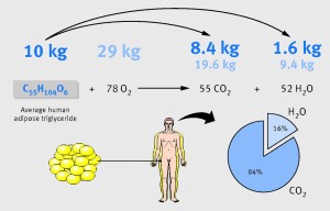 ¿A dónde van los kilos que pierdes al adelgazar?