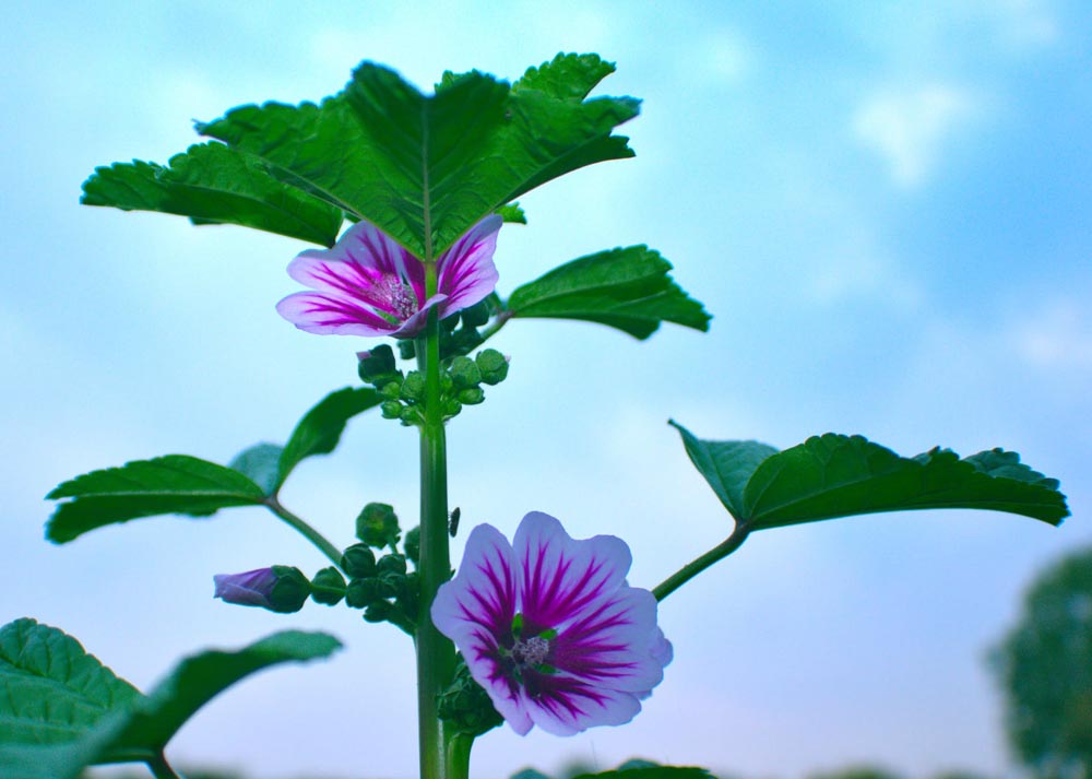 Las 6 infusiones amigas de tus pulmones