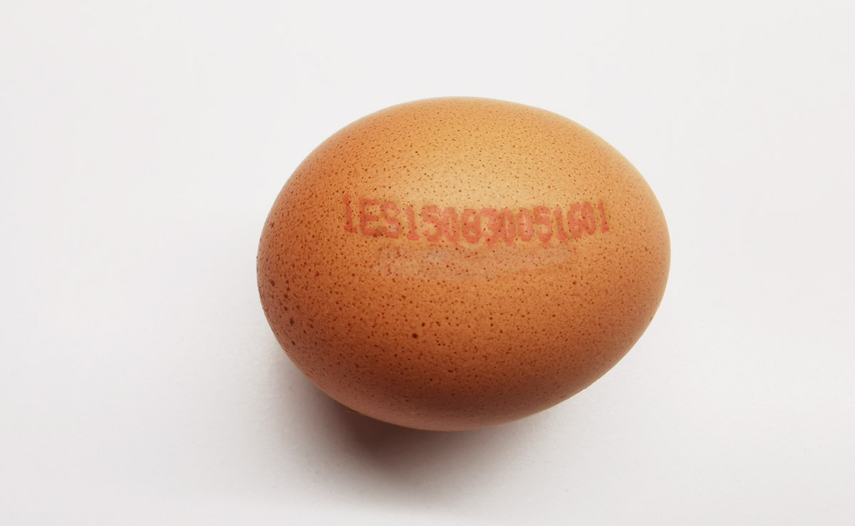 ¿Sabes cuál son los mejores huevos?