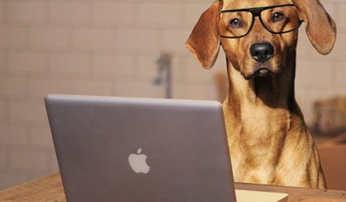 Llega la 3ª edición del Yoga Dog Day online