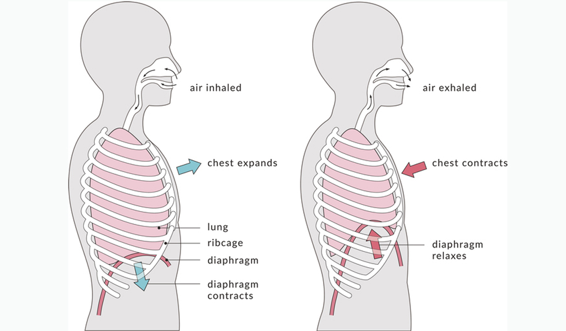 Ejercicios para entrenar tu respiración y mejorar tu rendimiento