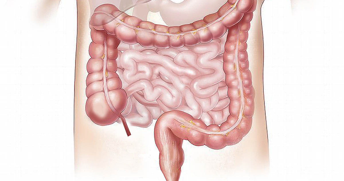 La microbiota contra el COVID-19