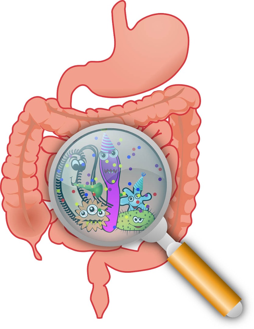 La microbiota contra el COVID-19