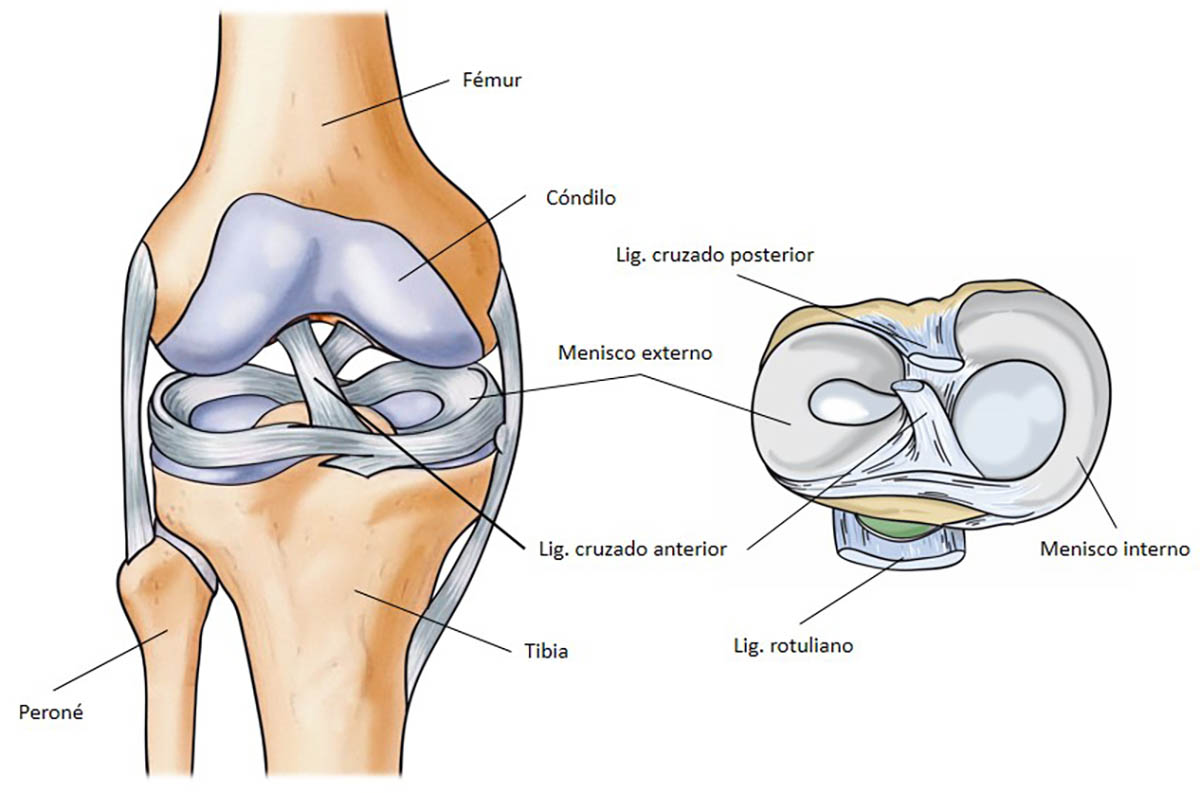 Así funciona la rodilla