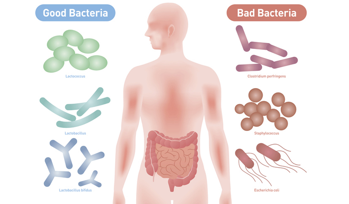 El secreto de la longevidad podría estar en tu intestino