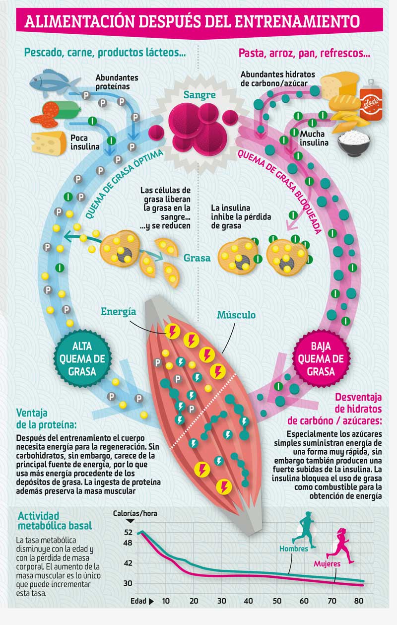 ¿Cómo "quemamos" grasa por dentro?