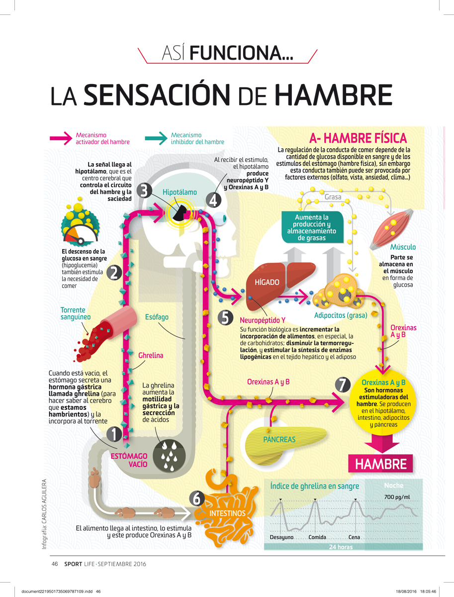 ¿Por qué se produce la sensación de hambre?